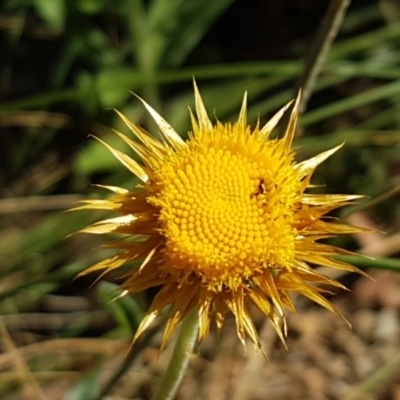 Coronidium oxylepis subsp. lanatum (Woolly Pointed Everlasting) at Aranda Bushland - 13 Jan 2021 by trevorpreston