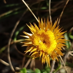 Coronidium oxylepis subsp. lanatum at Holt, ACT - 14 Jan 2021