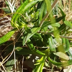 Coronidium oxylepis subsp. lanatum at Holt, ACT - 14 Jan 2021
