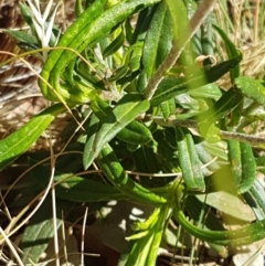 Coronidium oxylepis subsp. lanatum at Holt, ACT - 14 Jan 2021 09:32 AM