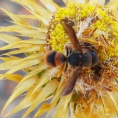 Eumeninae (subfamily) (Unidentified Potter wasp) at Holt, ACT - 14 Jan 2021 by trevorpreston