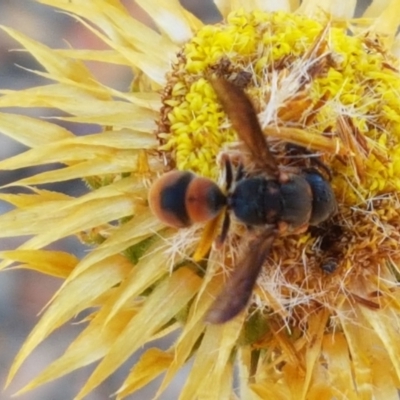 Eumeninae (subfamily) (Unidentified Potter wasp) at Aranda Bushland - 13 Jan 2021 by trevorpreston