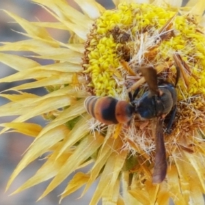 Eumeninae (subfamily) at Holt, ACT - 14 Jan 2021