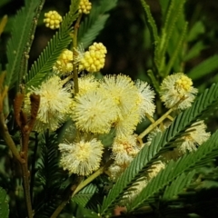 Acacia parramattensis (Parramatta Green Wattle) at Aranda, ACT - 14 Jan 2021 by trevorpreston