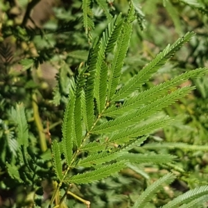 Acacia parramattensis at Aranda, ACT - 14 Jan 2021