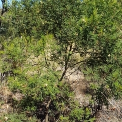 Acacia parramattensis at Aranda, ACT - 14 Jan 2021