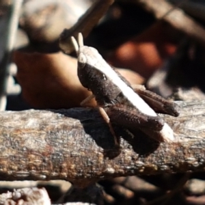 Cryptobothrus chrysophorus at Aranda, ACT - 14 Jan 2021 09:42 AM