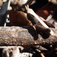 Cryptobothrus chrysophorus at Aranda, ACT - 14 Jan 2021 09:42 AM