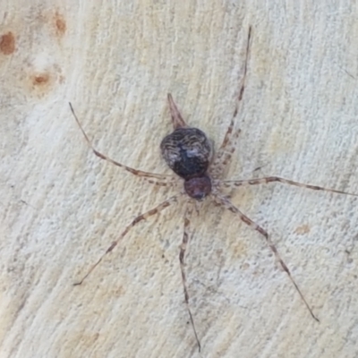 Tamopsis sp. (genus) (Two-tailed spider) at Aranda, ACT - 14 Jan 2021 by trevorpreston