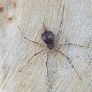 Tamopsis sp. (genus) at Aranda, ACT - 14 Jan 2021