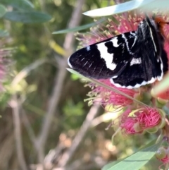 Phalaenoides glycinae (Grapevine Moth) at Murrumbateman, NSW - 13 Jan 2021 by SimoneC