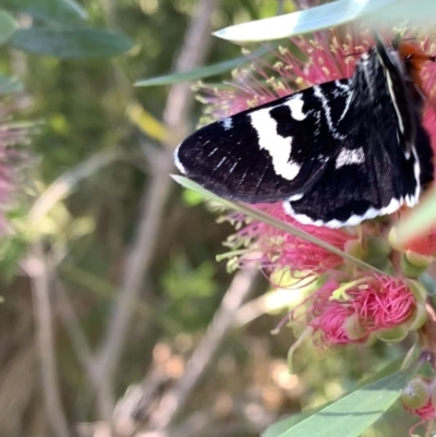 Phalaenoides glycinae (Grapevine Moth) at Murrumbateman, NSW - 14 Jan 2021 by SimoneC