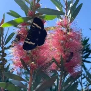 Phalaenoides glycinae at Murrumbateman, NSW - 14 Jan 2021