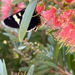 Phalaenoides glycinae at Murrumbateman, NSW - 14 Jan 2021