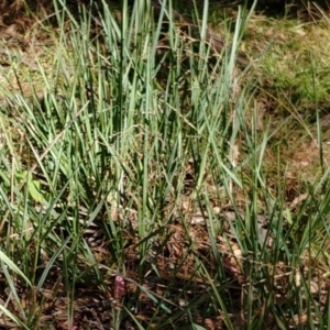 Dianella revoluta var. revoluta at Hackett, ACT - 14 Jan 2021