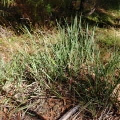 Dianella revoluta var. revoluta at Hackett, ACT - 14 Jan 2021