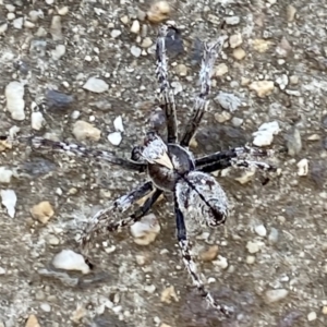 Araneidae (family) at Campbell, ACT - 14 Jan 2021 11:09 AM