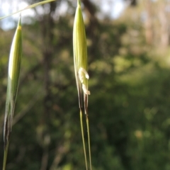 Avena sp. (Wild Oats) at Tuggeranong Hill - 3 Nov 2020 by michaelb