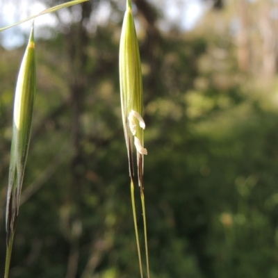 Avena sp. (Wild Oats) at Conder, ACT - 3 Nov 2020 by MichaelBedingfield