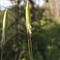 Avena sp. (Wild Oats) at Conder, ACT - 3 Nov 2020 by michaelb