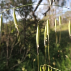 Avena sp. at Conder, ACT - 3 Nov 2020