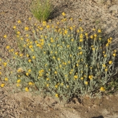 Chrysocephalum apiculatum (Common Everlasting) at Conder, ACT - 3 Nov 2020 by MichaelBedingfield