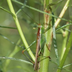 Conocephalus upoluensis at Acton, ACT - 12 Jan 2021