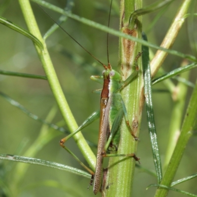 Conocephalus upoluensis (Meadow Katydid) at Acton, ACT - 12 Jan 2021 by TimL