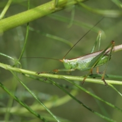 Conocephalus upoluensis at Acton, ACT - 12 Jan 2021