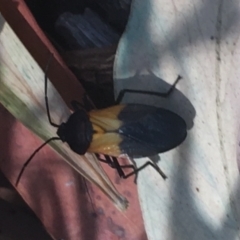 Oncopeltus (Oncopeltus) sordidus (Milk vine bug) at Acton, ACT - 14 Jan 2021 by Ned_Johnston