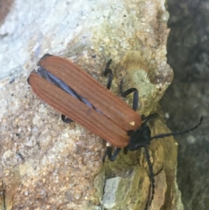 Porrostoma sp. (genus) at Acton, ACT - 14 Jan 2021