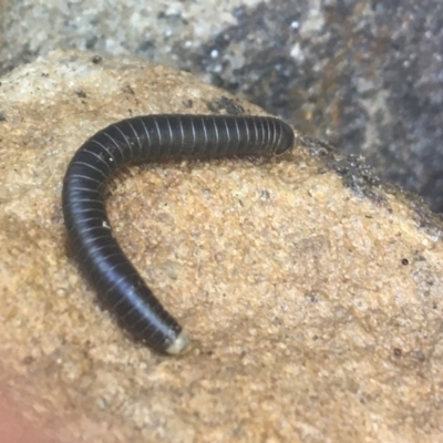 Diplopoda (class) (Unidentified millipede) at Acton, ACT - 14 Jan 2021 by NedJohnston