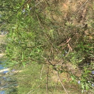 Billardiera heterophylla at Acton, ACT - 14 Jan 2021