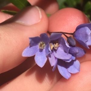 Billardiera heterophylla at Acton, ACT - 14 Jan 2021