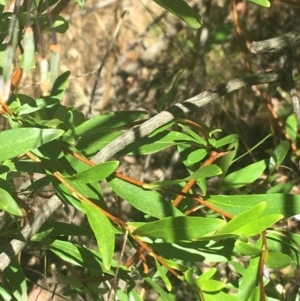 Billardiera heterophylla at Acton, ACT - 14 Jan 2021