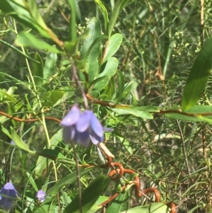 Billardiera heterophylla at Acton, ACT - 14 Jan 2021