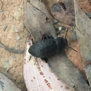 Seirotrana sp. (genus) at Cotter River, ACT - 2 Jan 2021 08:05 AM