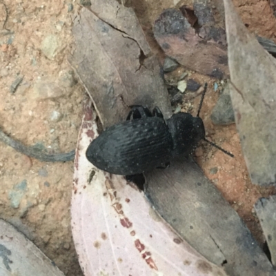 Seirotrana sp. (genus) (Darkling beetle) at Cotter River, ACT - 2 Jan 2021 by NedJohnston