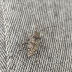 Disterna canosa (A longhorn beetle) at Braidwood, NSW - 5 Jan 2021 by NedJohnston