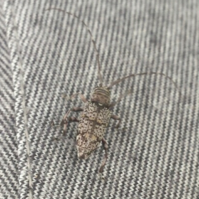Disterna canosa (A longhorn beetle) at Braidwood, NSW - 5 Jan 2021 by NedJohnston
