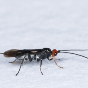 Braconidae (family) at Melba, ACT - 2 Jan 2021