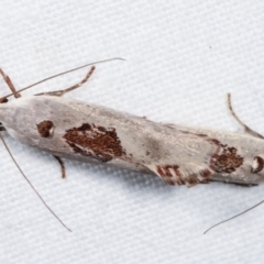 Tymbophora peltastis at Melba, ACT - 3 Jan 2021 12:04 AM