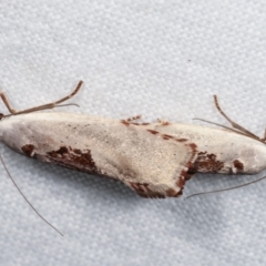 Tymbophora peltastis at Melba, ACT - 3 Jan 2021 12:04 AM