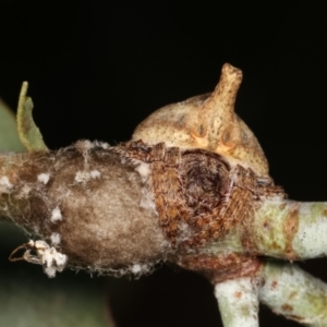 Dolophones sp. (genus) at Melba, ACT - 2 Jan 2021