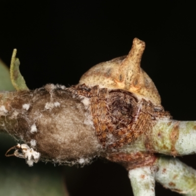 Dolophones sp. (genus) (Wrap-around spider) at Melba, ACT - 2 Jan 2021 by kasiaaus