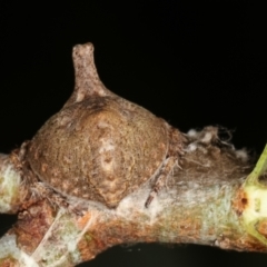 Dolophones sp. (genus) at Melba, ACT - 2 Jan 2021