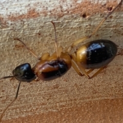 Camponotus consobrinus (Banded sugar ant) at Bruce, ACT - 14 Jan 2021 by AndrewGWright