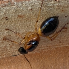 Camponotus consobrinus at Bruce, ACT - 14 Jan 2021