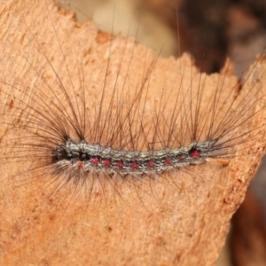 Anestia (genus) at Melba, ACT - 2 Jan 2021 10:56 AM