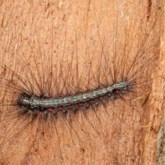 Anestia (genus) at Melba, ACT - 2 Jan 2021 10:56 AM